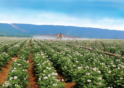 Potato Blossoms, Franklin