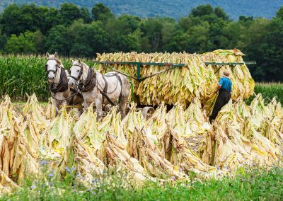Tobacco Harvest, Sugar Valley