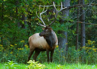 Elk, Elk County