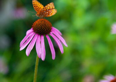 Butterfly on Wild Cone Flower, St. Mary's